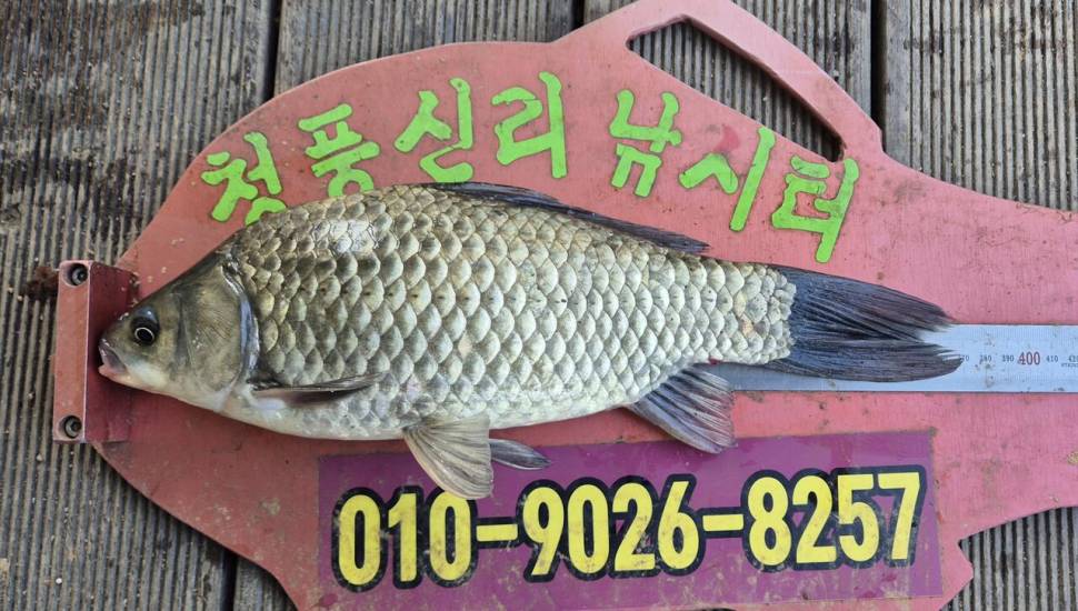 청풍신리낚시터 주말조황입니다 (조황조행기 - 충주호조황속보)