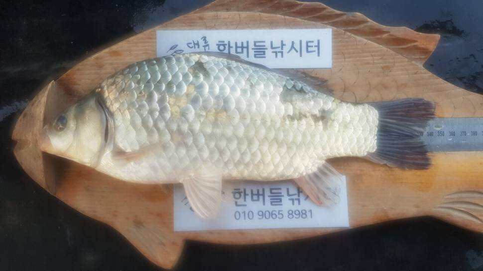 한버들 허릿급 조황입니다 (조황조행기 - 충주호조황속보)