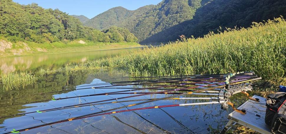 충주 명서낚시터 조황입니다 (조황조행기 - 충주호조황속보)