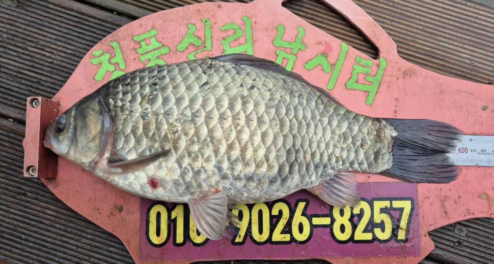 청풍신리낚시터 주말조황입니다 (조황조행기 - 충주호조황속보)