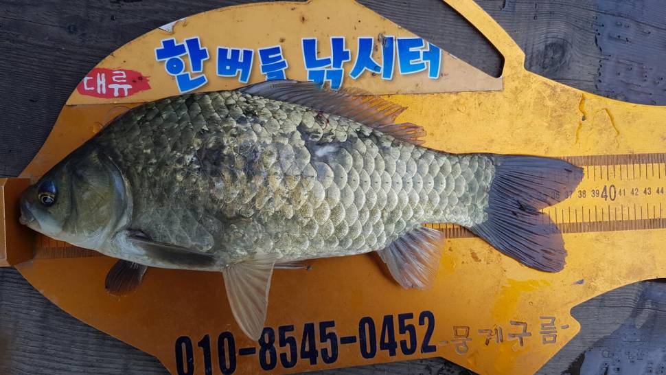한버들 조황입니다 (조황조행기 - 충주호조황속보)