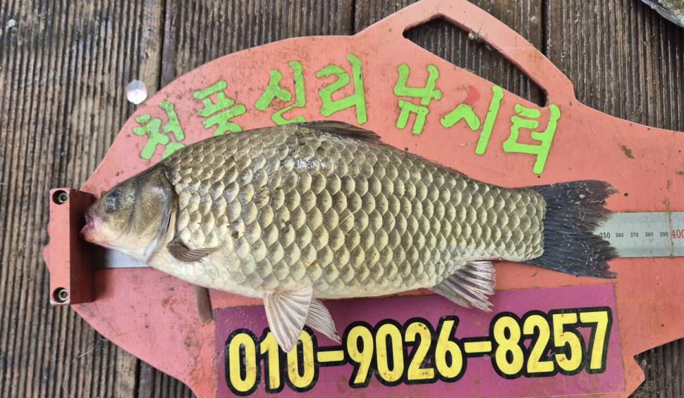 청풍신리낚시터 주말조황입니다 (조황조행기 - 충주호조황속보)