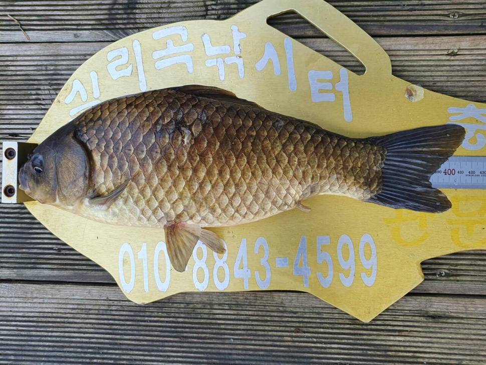 실리곡낚시터 4짜 3수 조황입니다 (조황조행기 - 충주호조황속보)