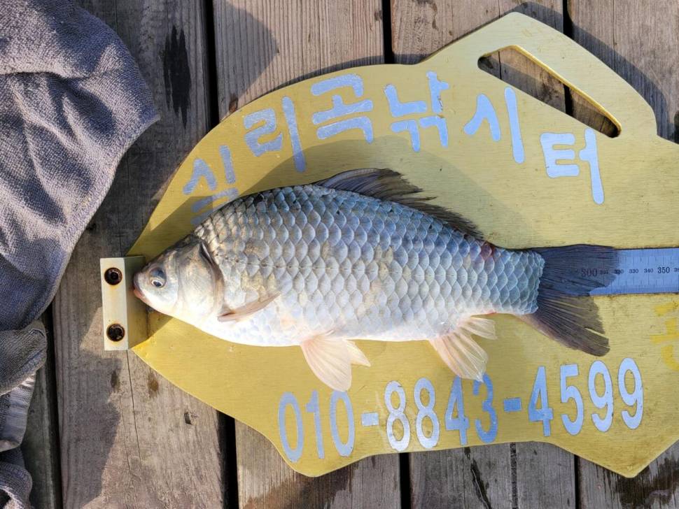 실리곡낚시터 조황입니다 (조황조행기 - 충주호조황속보)