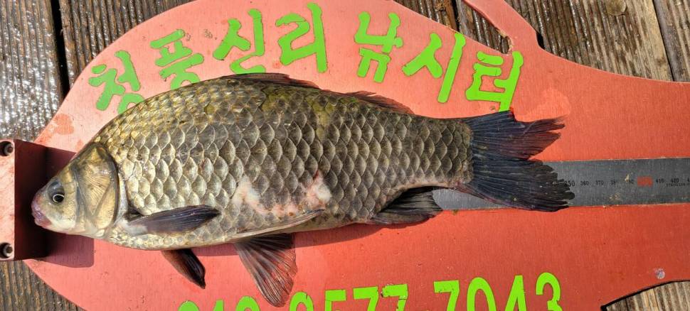 청풍신리낚시터 허리급 조황입니다 (조황조행기 - 충주호조황속보)