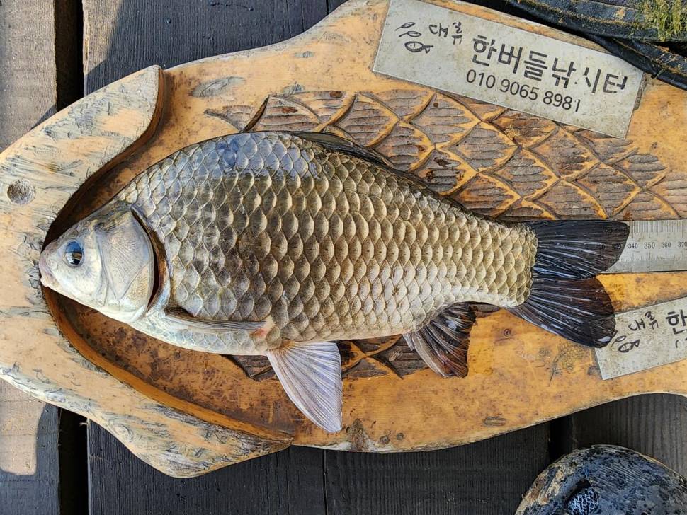 청풍 한버들 대박 조황입니다4짜포함 (조황조행기 - 충주호조황속보)