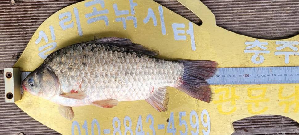 실리곡낚시터 허리급 조황입니다 (조황조행기 - 충주호조황속보)