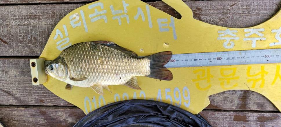 실리곡낚시터 4짜 조황입니다 (조황조행기 - 충주호조황속보)