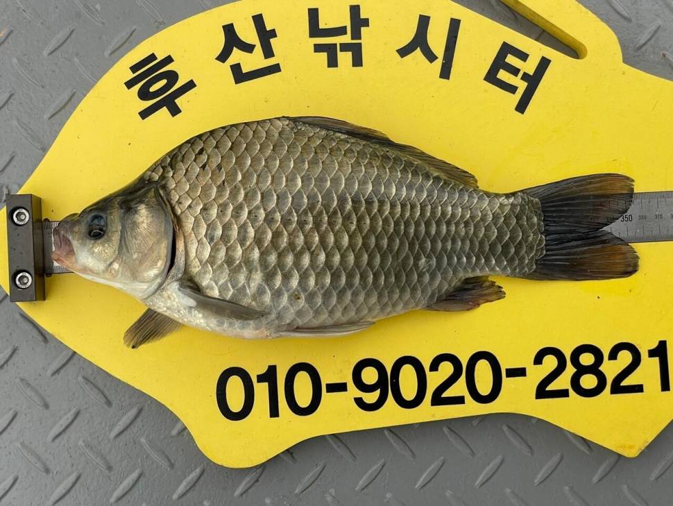 후산낚시터 조황 안내 입니다 (조황조행기 - 충주호조황속보)