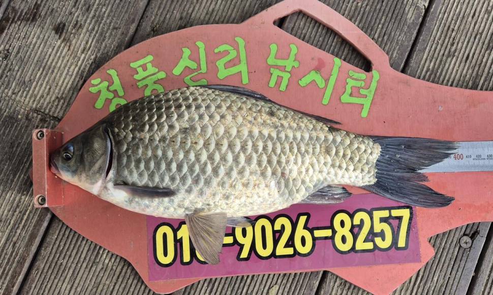 청풍신리낚시터 조황입니다 (조황조행기 - 충주호조황속보)