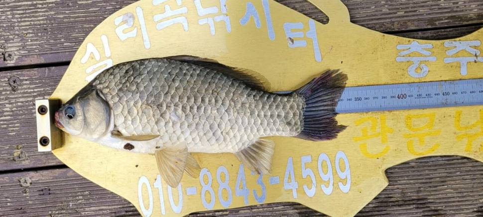 실리곡낚시터 허리급 조황입니다 (조황조행기 - 충주호조황속보)
