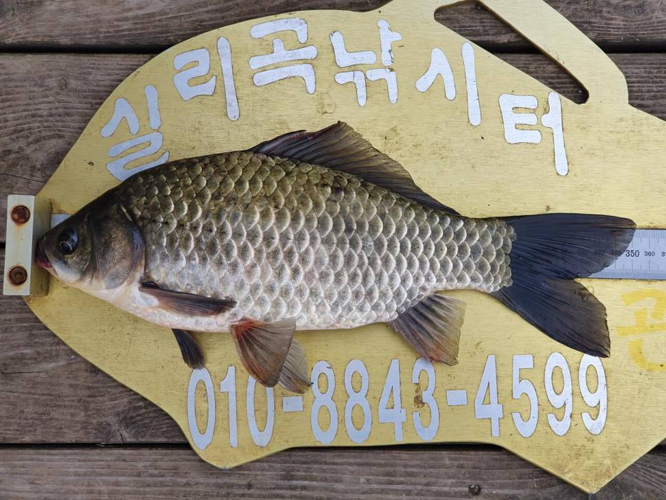 실리곡낚시터 허리급 조황입니다 (조황조행기 - 충주호조황속보)