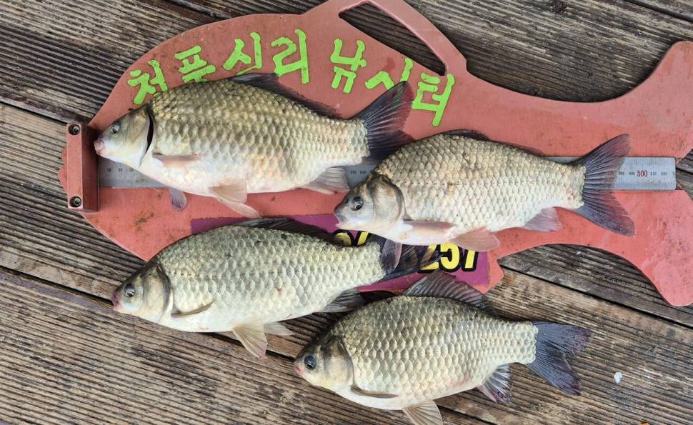 청풍신리낚시터 조황입니다 (조황조행기 - 충주호조황속보)
