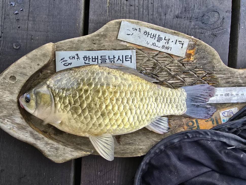 청풍 한버들 조황입니다 (조황조행기 - 충주호조황속보)
