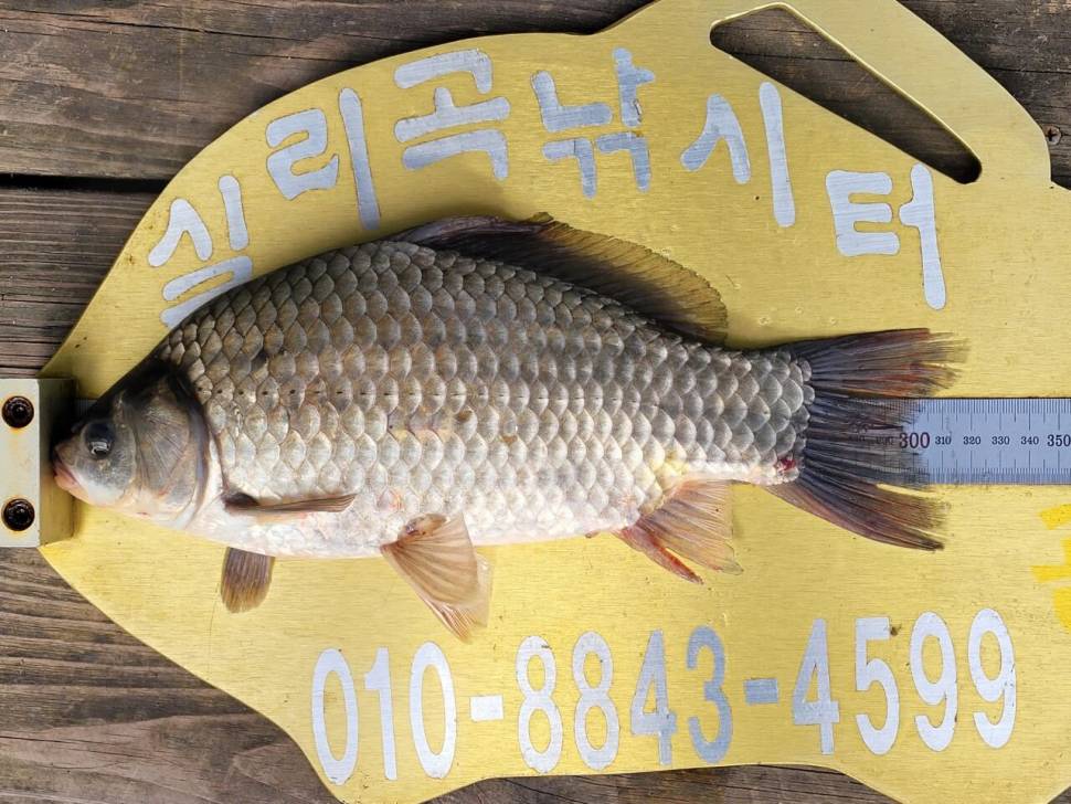 실리곡낚시터 415cm 조황입니다 (조황조행기 - 충주호조황속보)