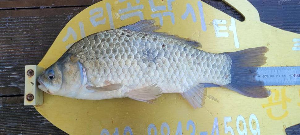 청풍 실리곡낚시터 허리급 4수 조황입니다 (조황조행기 - 충주호조황속보)