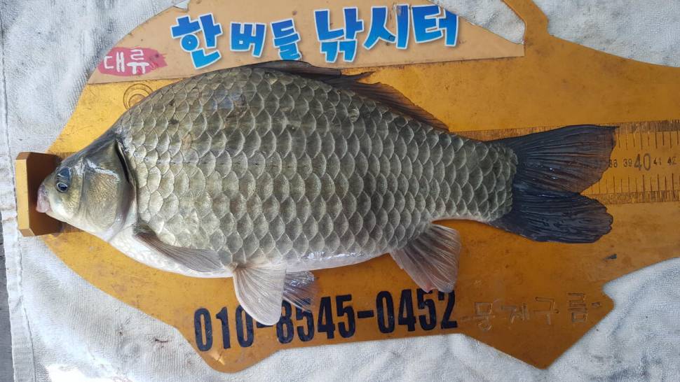 한버들 조황입니다 (조황조행기 - 충주호조황속보)