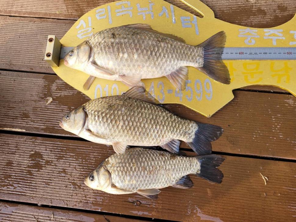 청풍 실리곡낚시터 4짜외 허리급 조황입니다 (조황조행기 - 충주호조황속보)