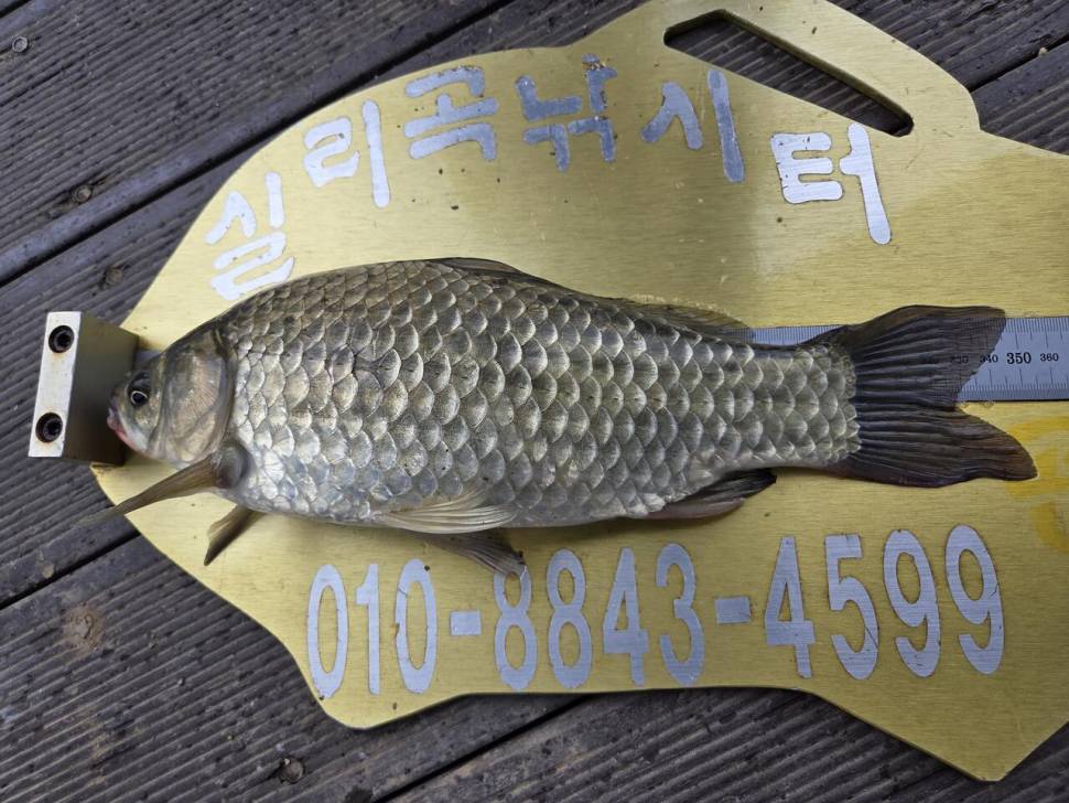 청풍 실리곡낚시터 조황입니다 (조황조행기 - 충주호조황속보)