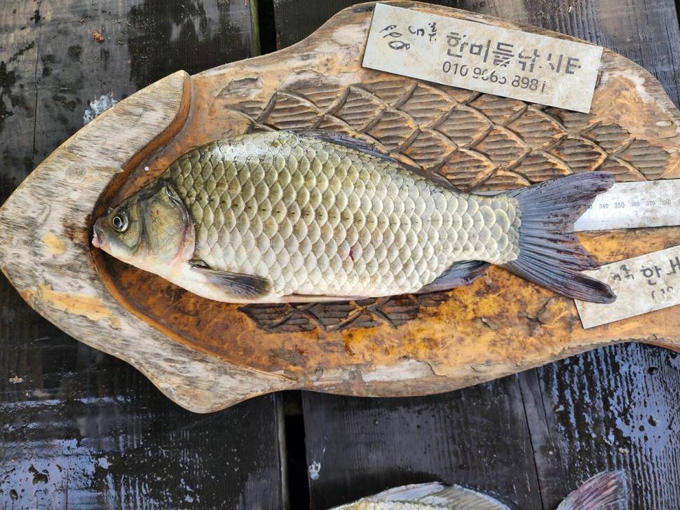 청풍 한버들 4짜및 허릿급 조황입니다 (조황조행기 - 충주호조황속보)