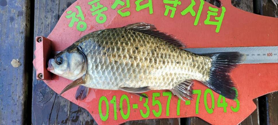 청풍신리낚시터 4짜외 허리급 조황입니다 (조황조행기 - 충주호조황속보)