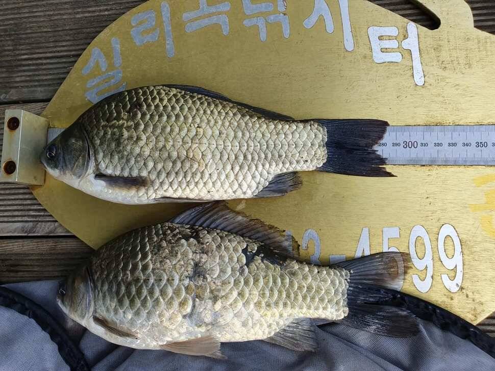 실리곡낚시터 허리급 조황입니다 (조황조행기 - 충주호조황속보)