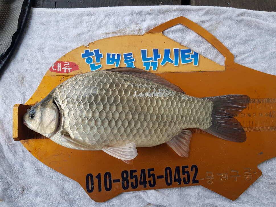한버들 조황입니다 (조황조행기 - 충주호조황속보)
