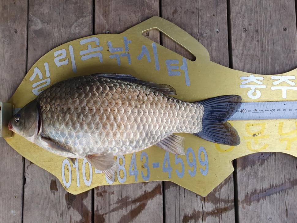 실리곡낚시터 4짜2수허리급 4수 조황입니다 (조황조행기 - 충주호조황속보)