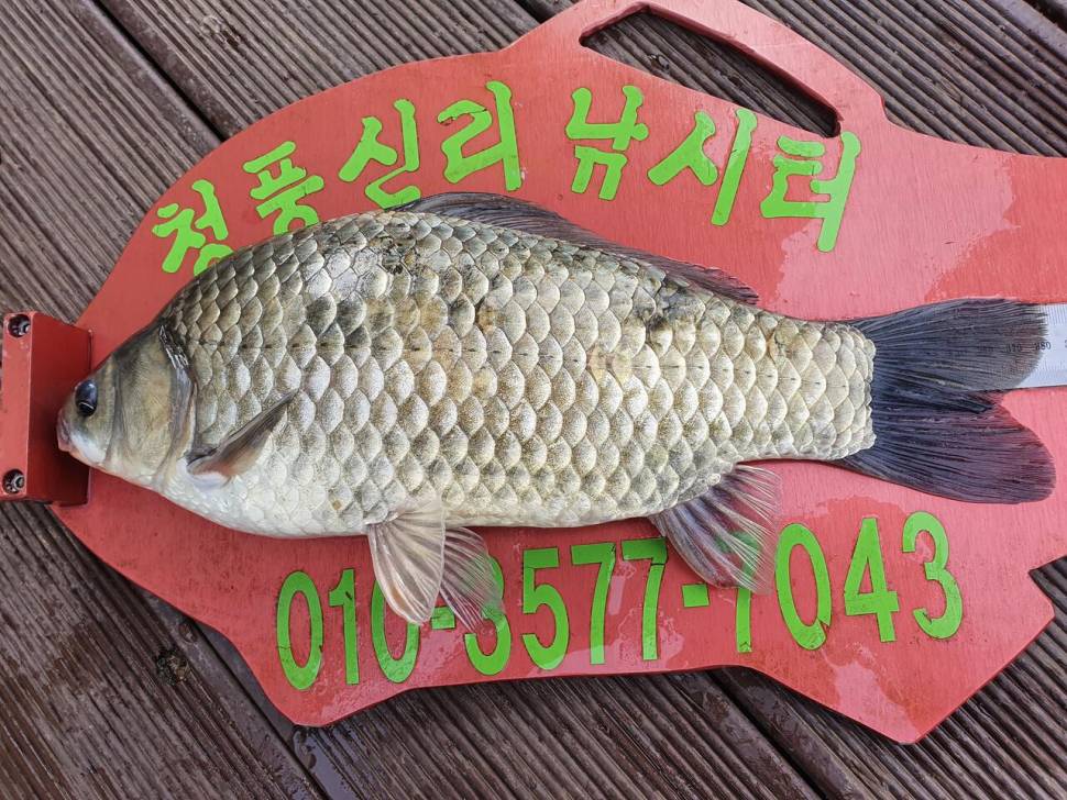 청풍신리낚시터 4짜허리급 조황입니다 (조황조행기 - 충주호조황속보)