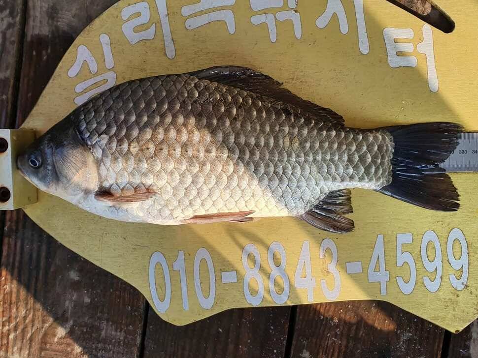 실리곡낚시터 조황입니다 (조황조행기 - 충주호조황속보)