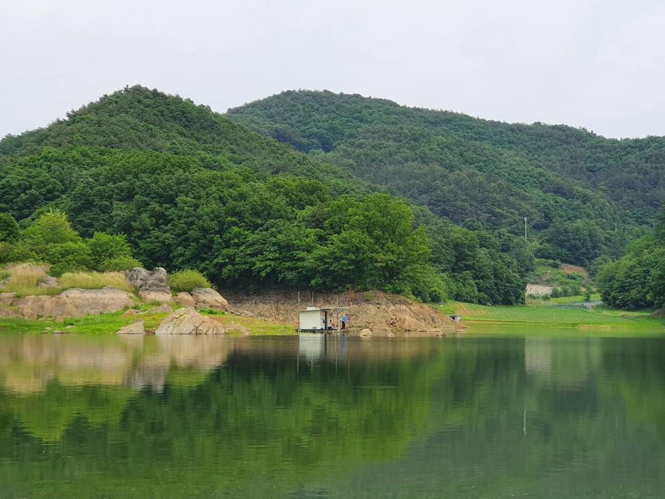 청풍신리낚시터 4짜 5수허리급 2수 조황입니다 (조황조행기 - 충주호조황속보)