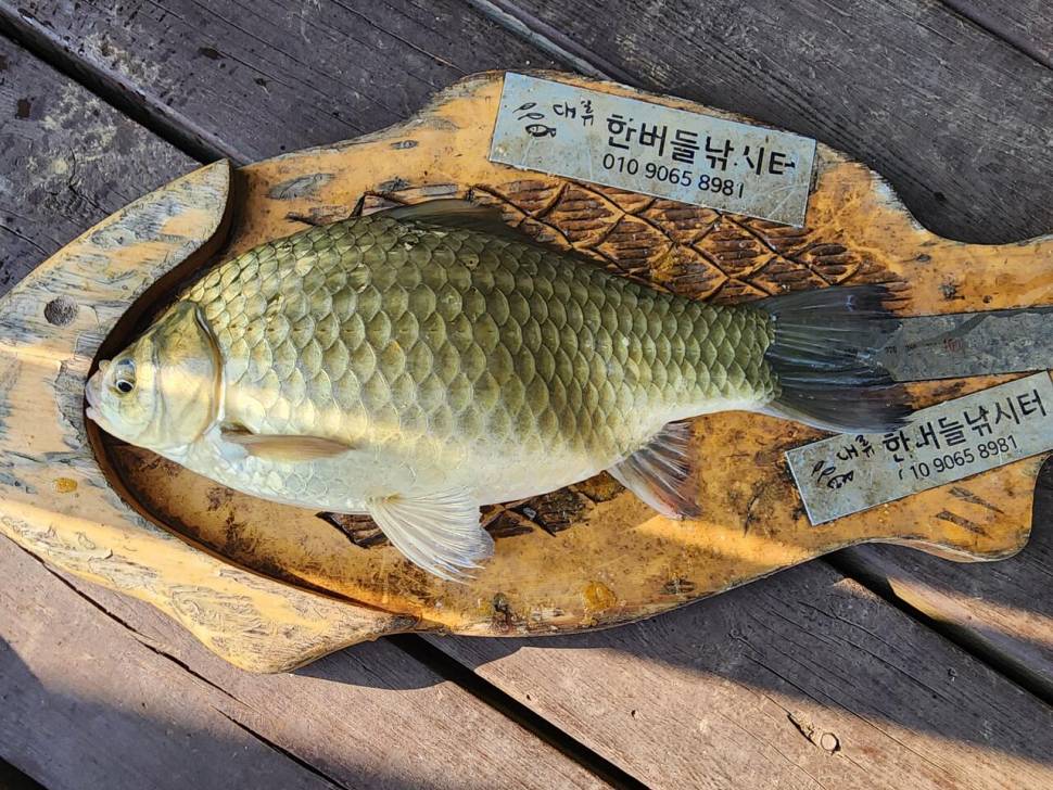 청풍 한버들 허릿급 조황입니다 (조황조행기 - 충주호조황속보)