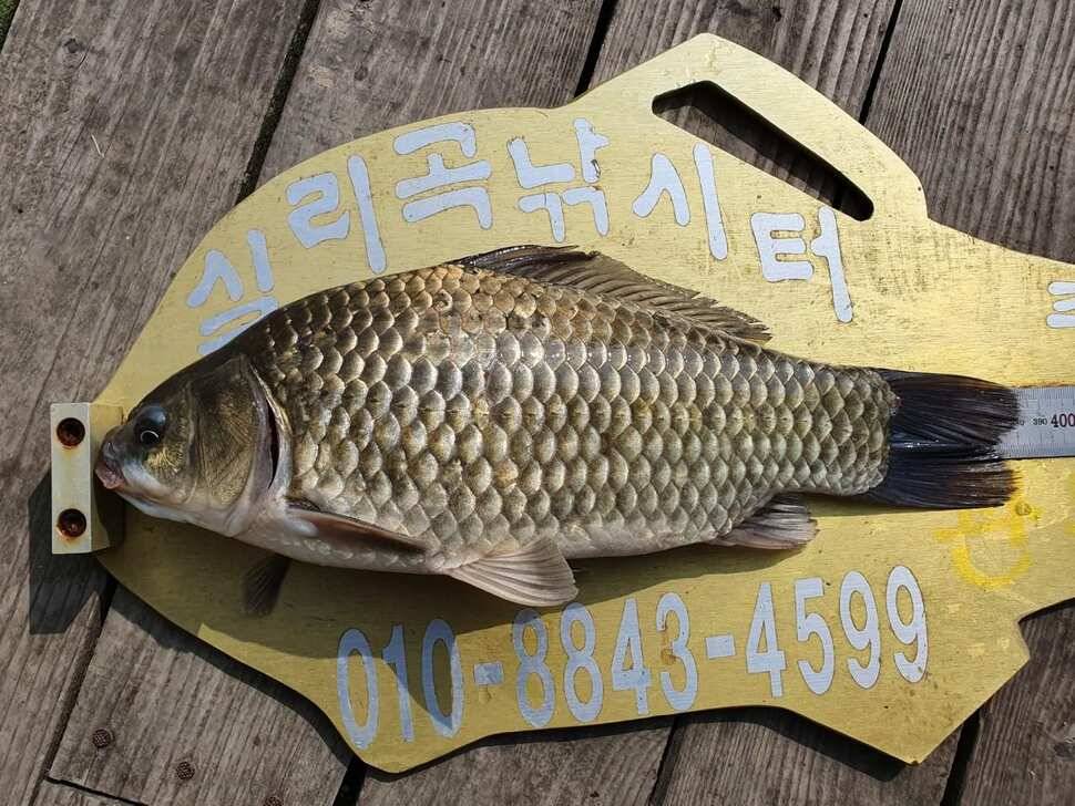 실리곡낚시터 허리급 조황입니다 (조황조행기 - 충주호조황속보)