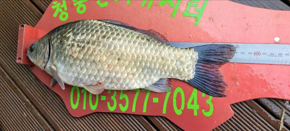 청풍신리낚시터 44cm4짜외 허리급입니다 (조황조행기 - 충주호조황속보)