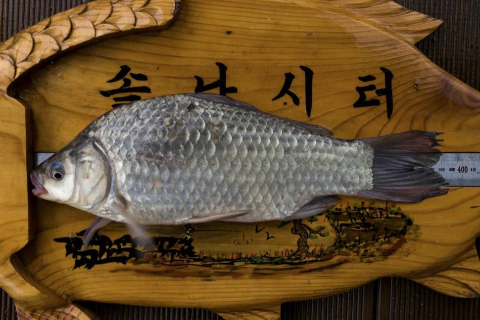 솔낚시터 조황소식입니다 (조황조행기 - 충주호조황속보)