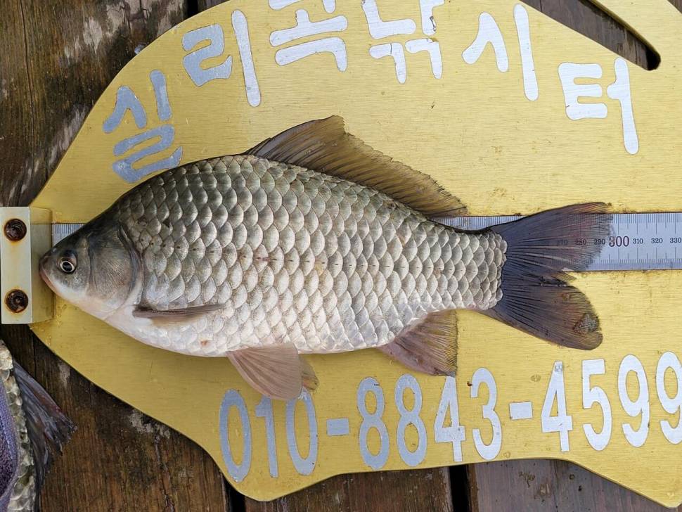 실리곡낚시터 조황입니다 (조황조행기 - 충주호조황속보)