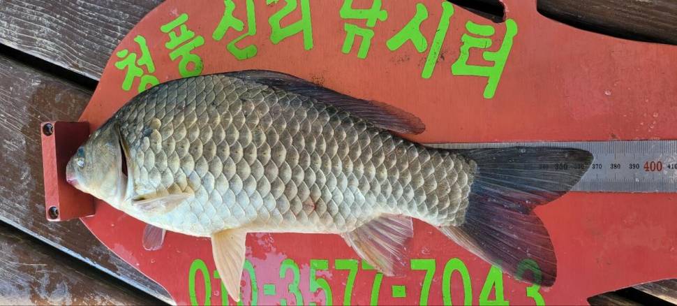 청풍신리낚시터 43cm외 허리급입니다 (조황조행기 - 충주호조황속보)