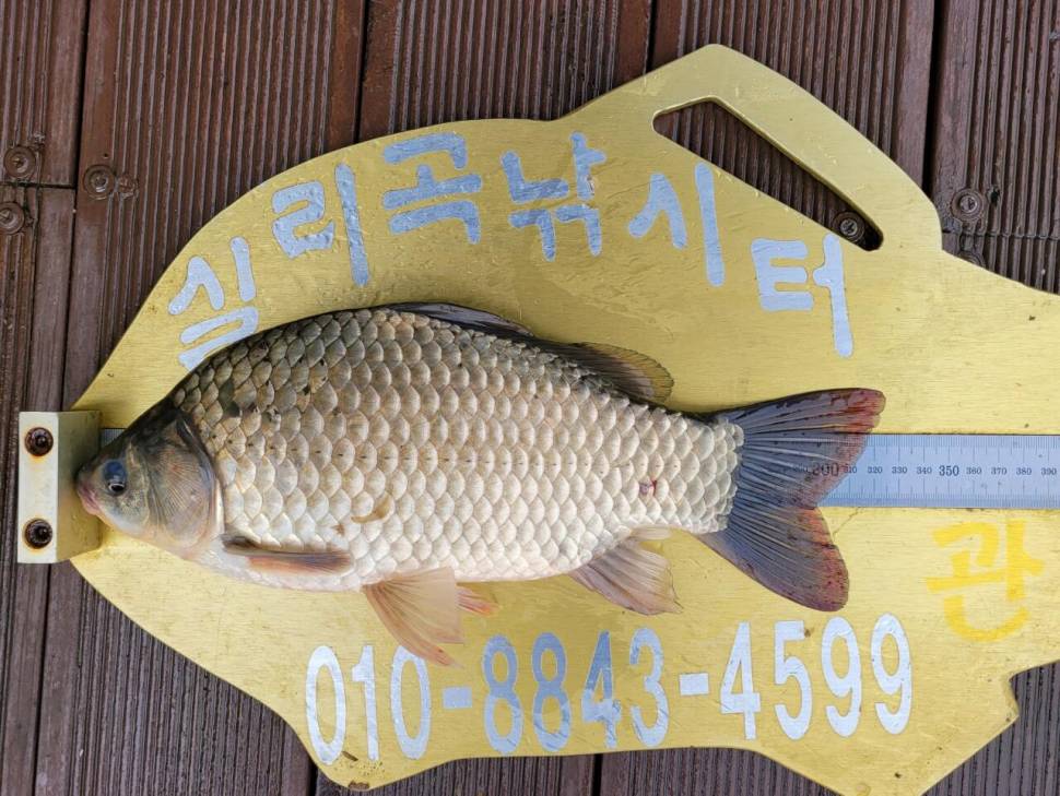 실리곡낚시터 조황입니다 (조황조행기 - 충주호조황속보)