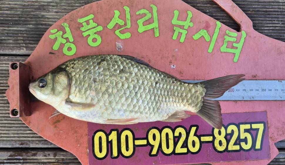 청풍신리낚시터 조황입니다 (조황조행기 - 충주호조황속보)