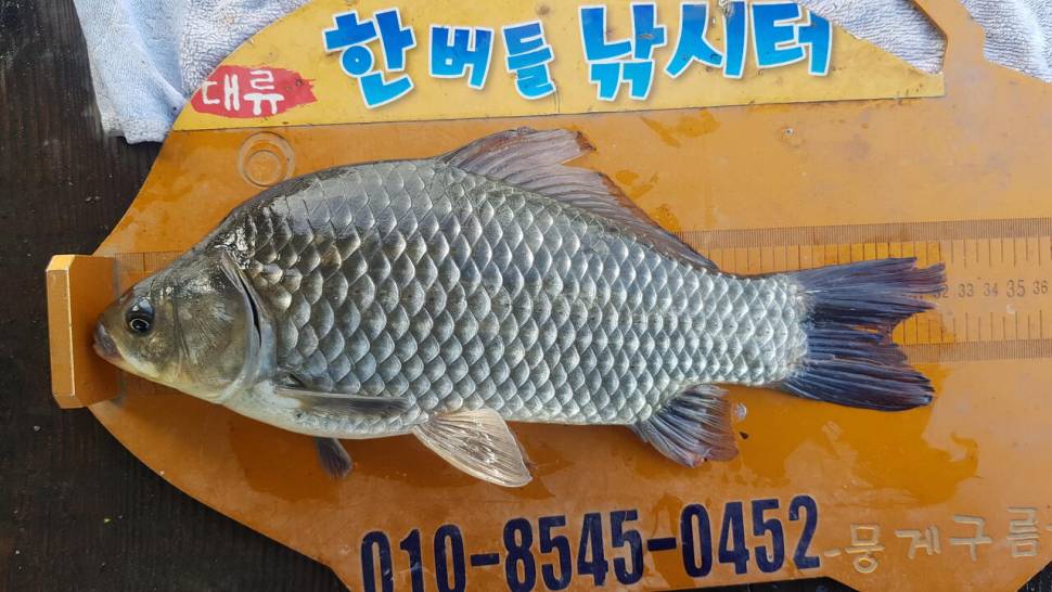 한버들 조황입니다 (조황조행기 - 충주호조황속보)
