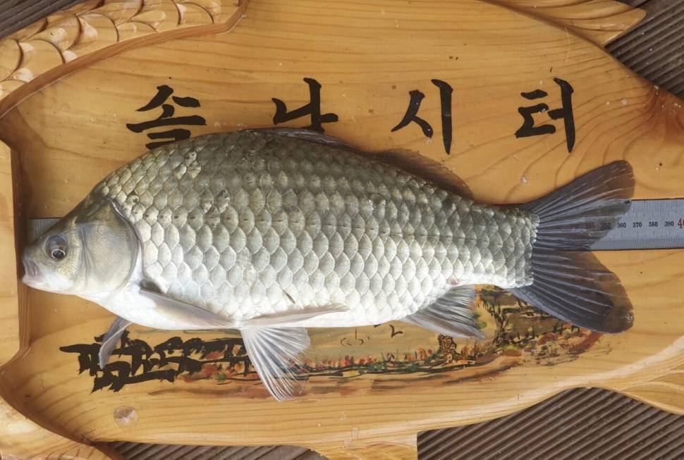 솔낚시터의 아침 조황소식 입니다 (조황조행기 - 충주호조황속보)