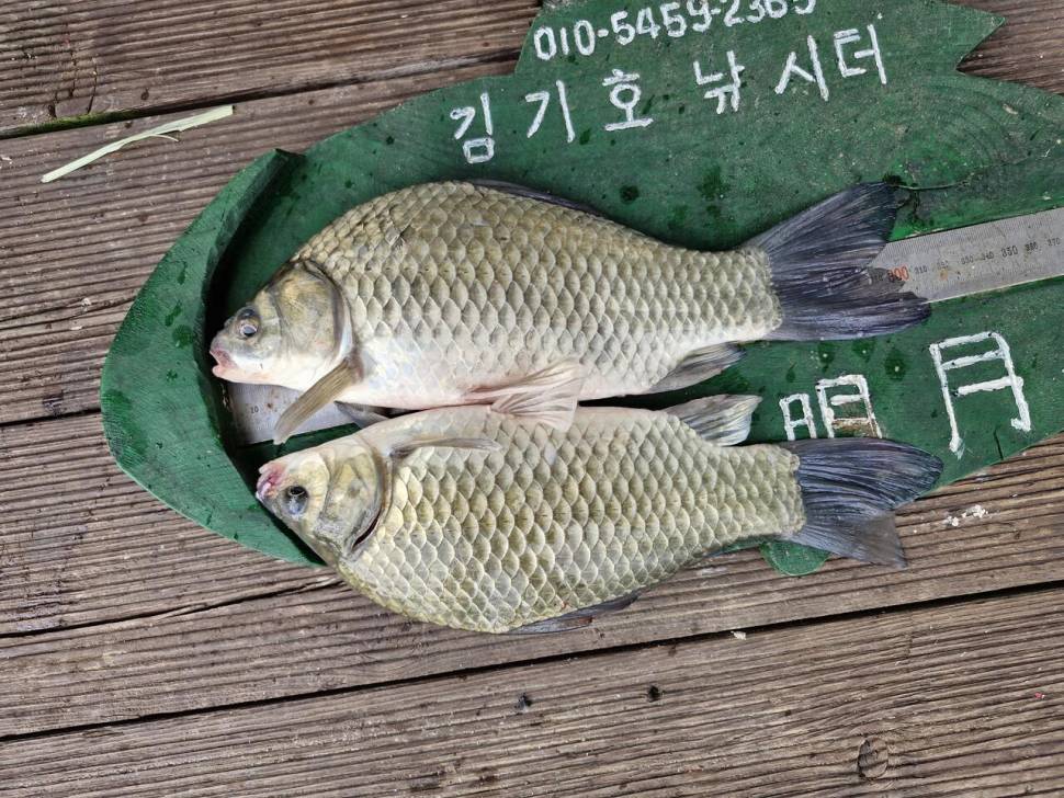 용곡 김기호 낚시터 사짜 조황정보 입니다 (조황조행기 - 충주호조황속보)