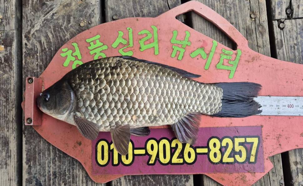 청풍신리낚시터 주말조황입니다 (조황조행기 - 충주호조황속보)
