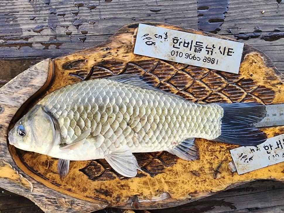 청풍 한버들 허릿급 조황입니다 (조황조행기 - 충주호조황속보)