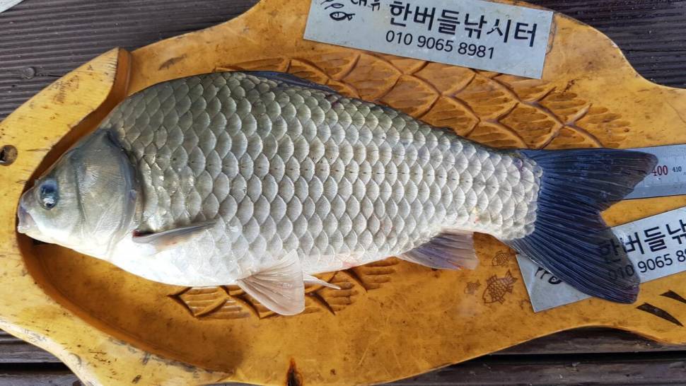 청풍 한버들 낚시터 4짜포함 허릿급 조황입니다 (조황조행기 - 충주호조황속보)