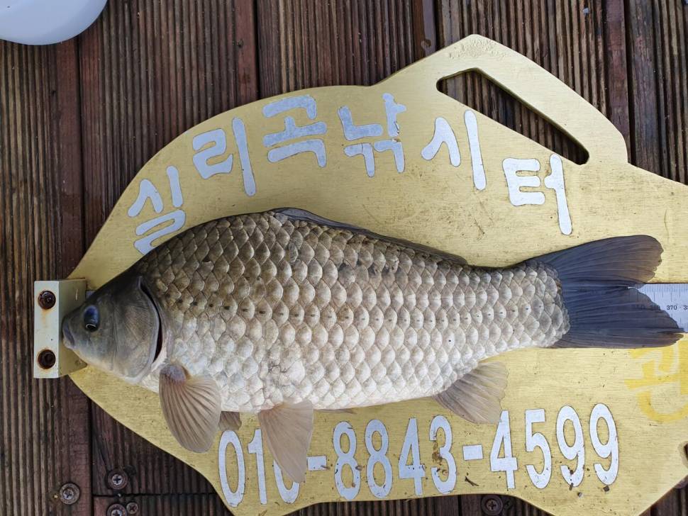 실리곡낚시터 허리급 조황입니다 (조황조행기 - 충주호조황속보)