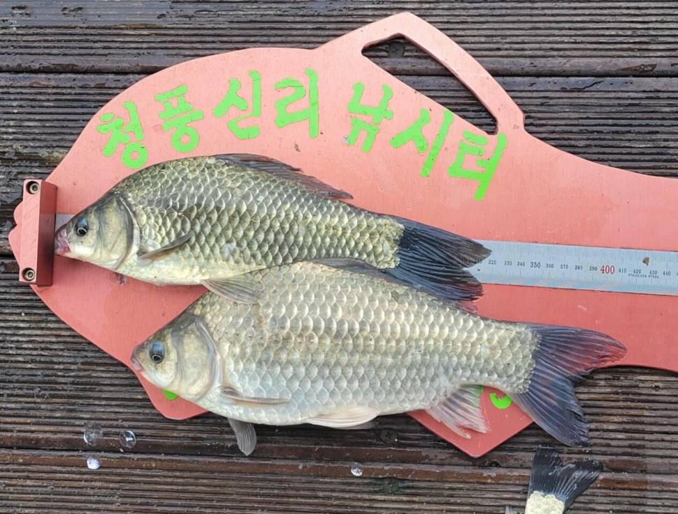 청풍신리낚시터 허리급 조황입니다 (조황조행기 - 충주호조황속보)