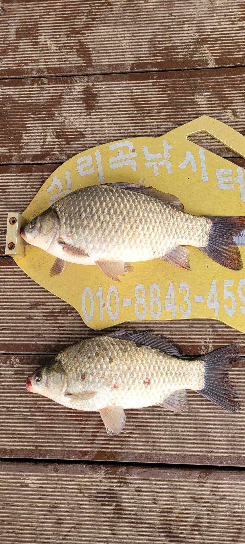 실리곡낚시터 조황입니다 (조황조행기 - 충주호조황속보)