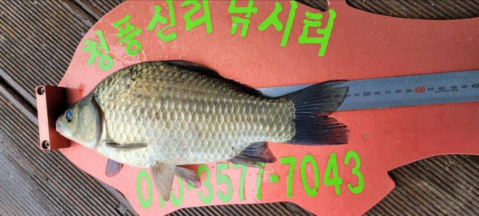 청풍신리낚시터 허리급 조황입니다 (조황조행기 - 충주호조황속보)