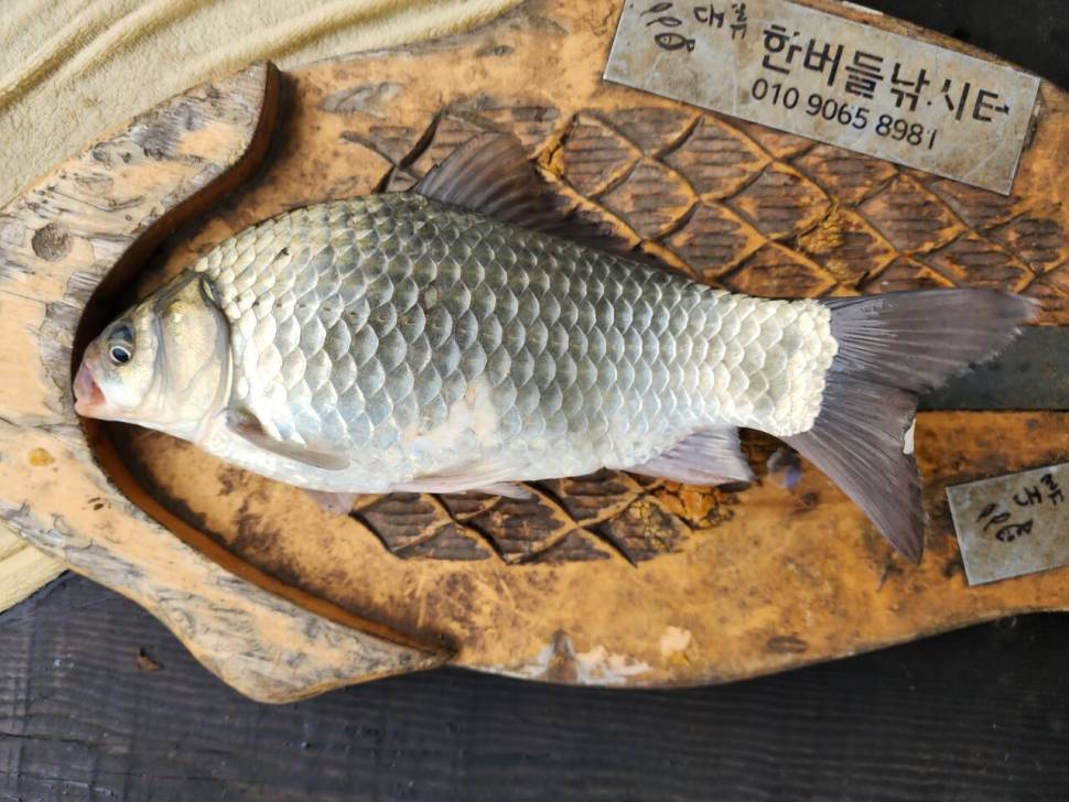 청풍 한버들 허릿급 조황입니다 (조황조행기 - 충주호조황속보)
